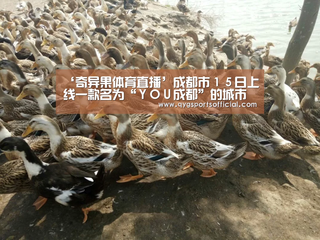 奇异果体育官网入口